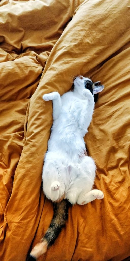 white and black cat lying on orange textile