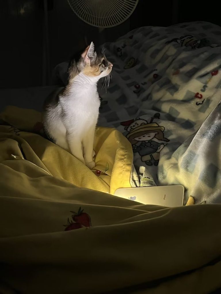 A cat sitting on top of a bed next to a fan