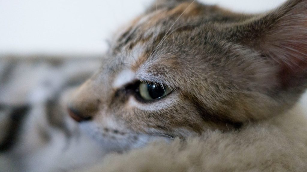 a close up of a cat laying on a bed