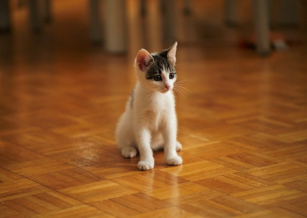 a small kitten sitting on top of a hard wood floor