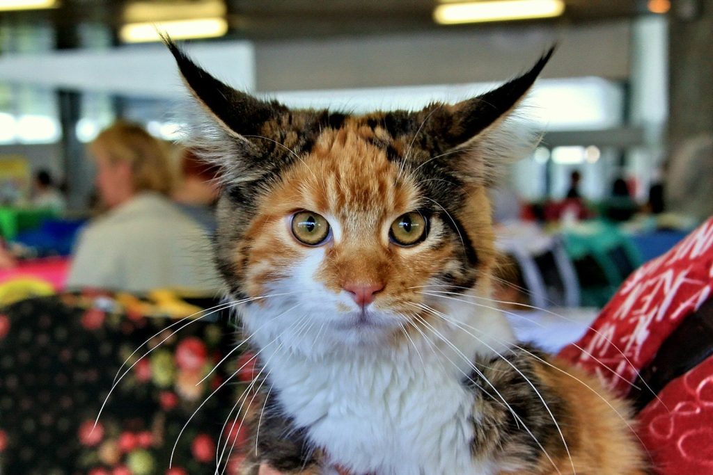 brown white and black cat