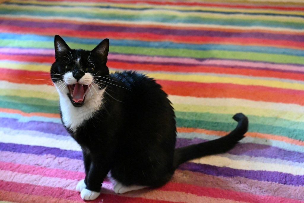 a black and white cat yawns while sitting on a colorful rug