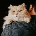 a man holding a cat in his arms
