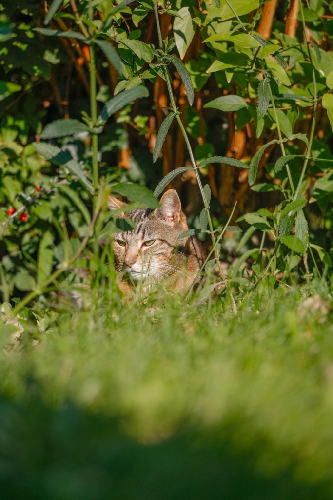 A tabby cat peeks from behind green foliage.