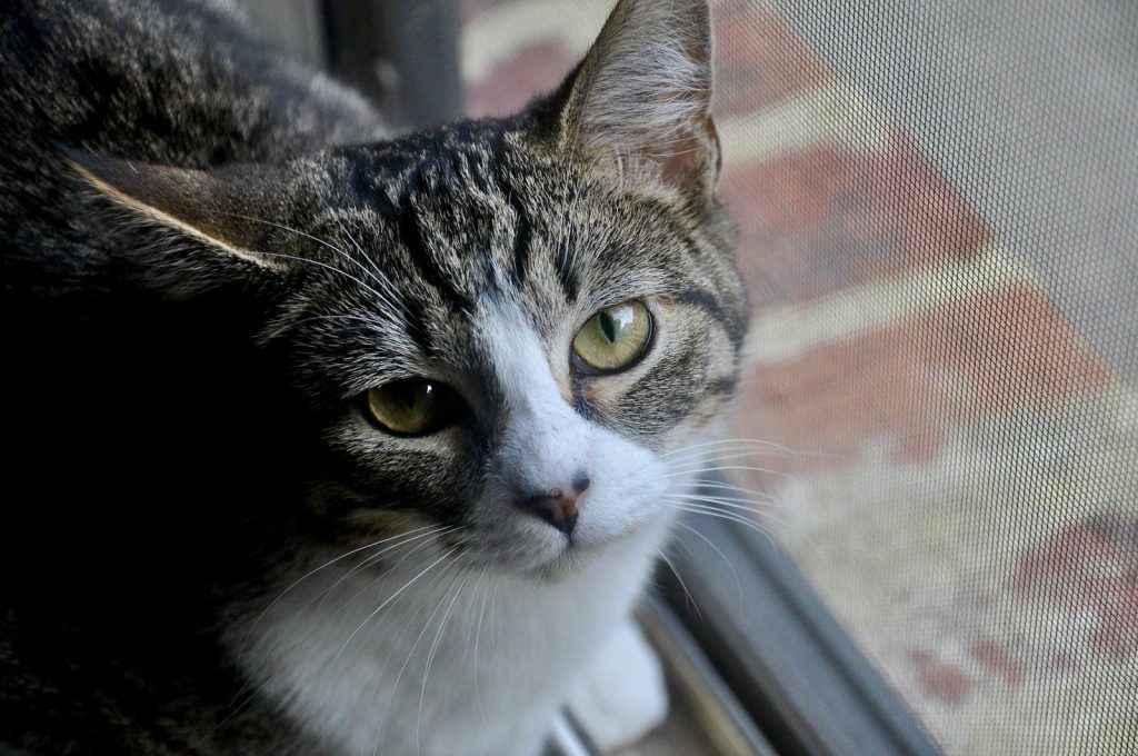 A tabby cat with green eyes looks up.