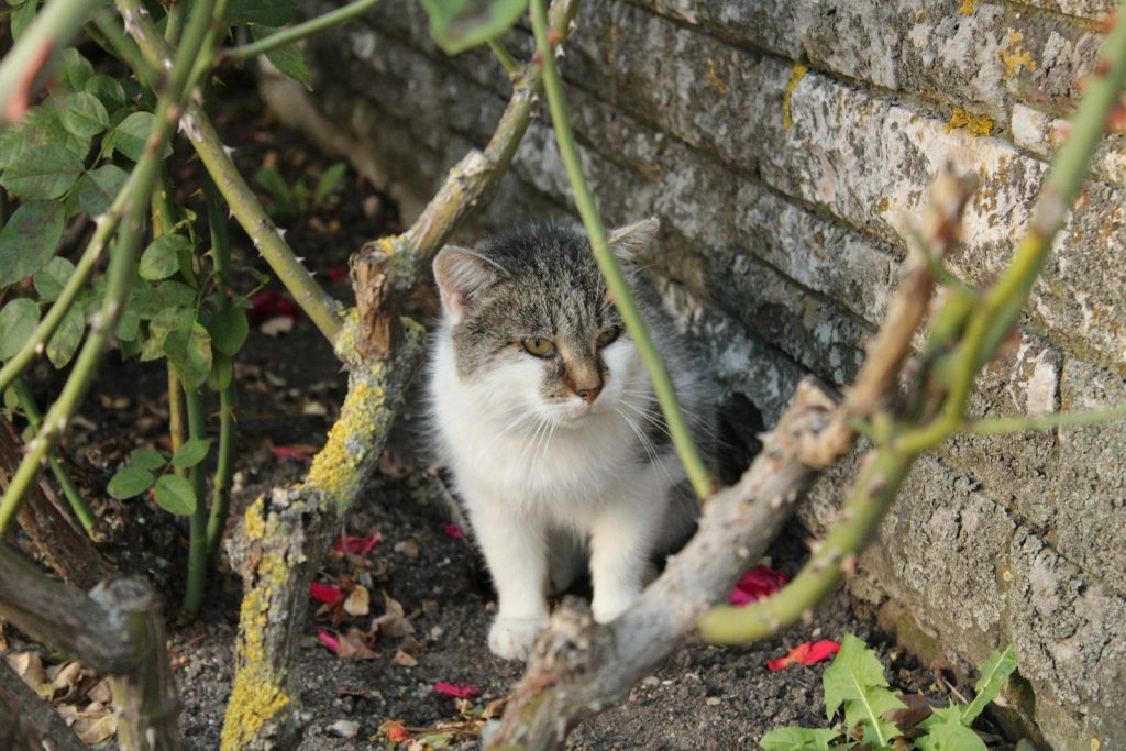 white and gray cat on gray rocky ground