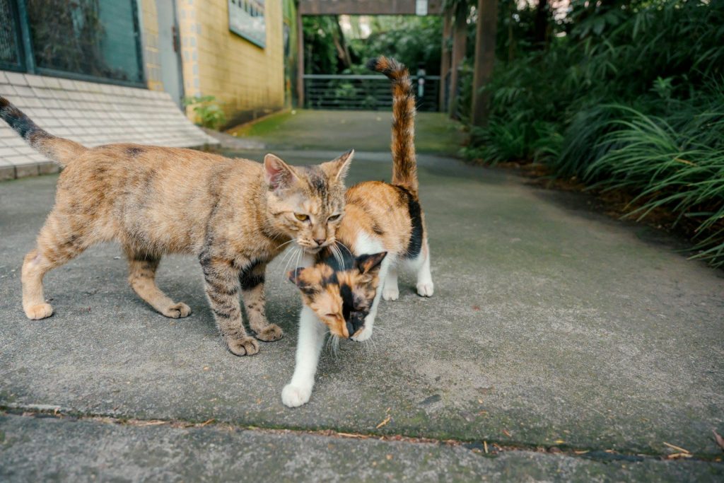 Two cats interacting on a paved path outdoors.