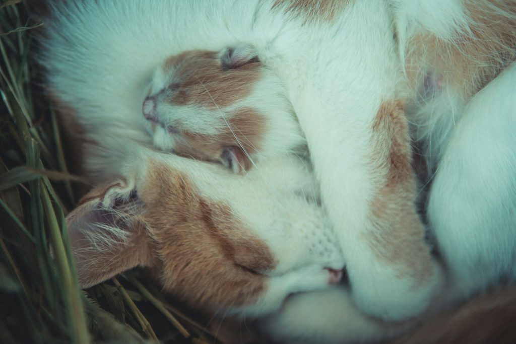 white and brown cat with kitten