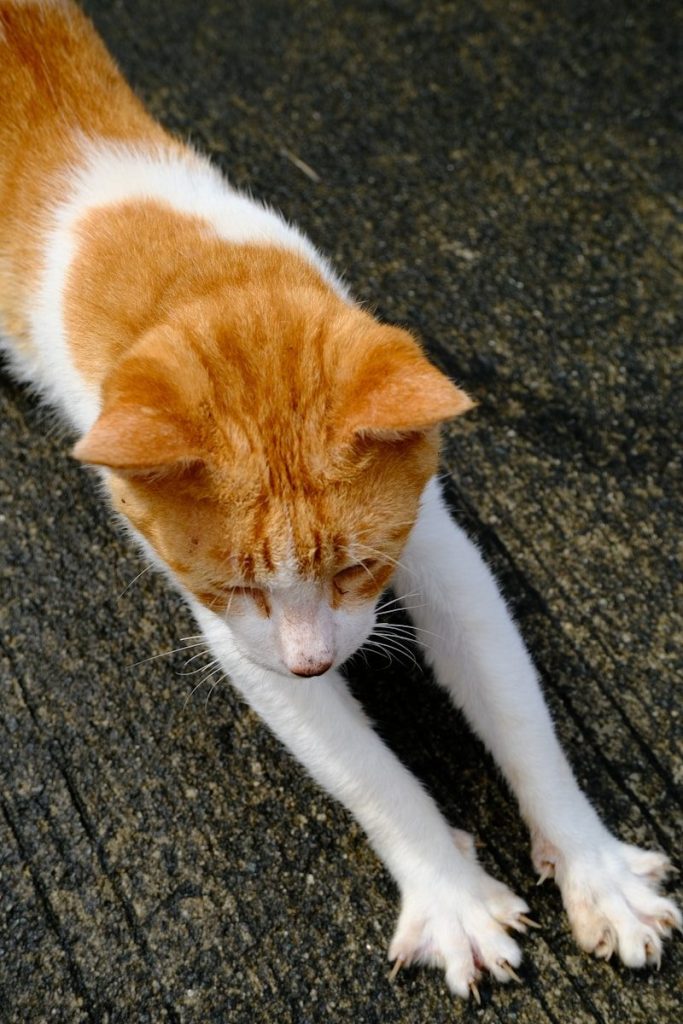 a cat lying on the ground