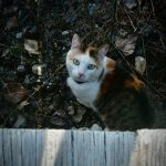 a cat sitting on top of a wooden fence