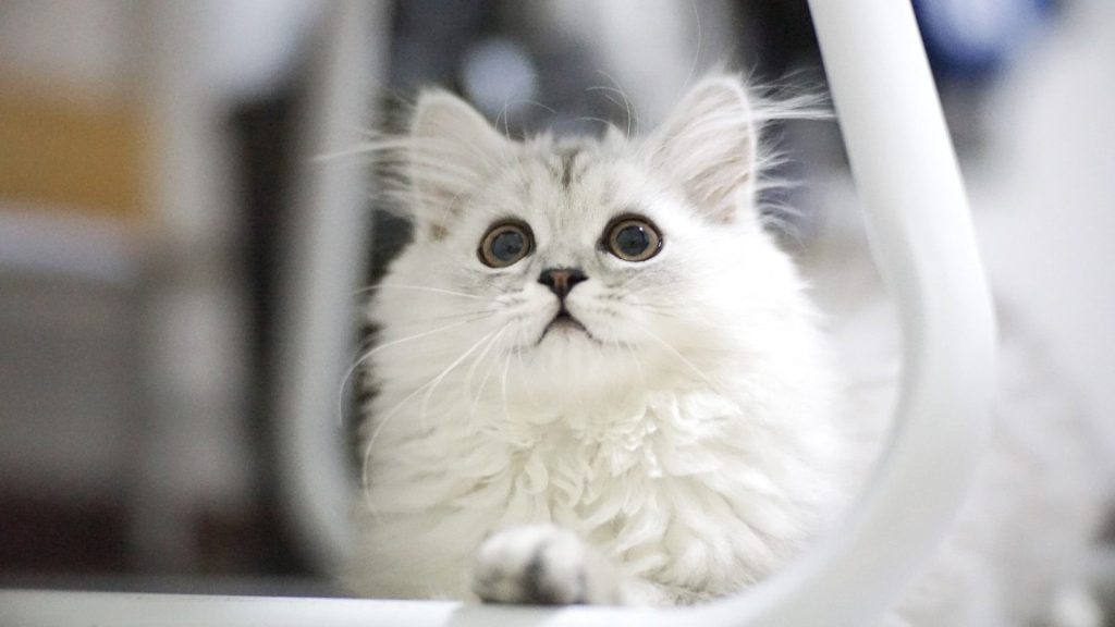 white Persian cat