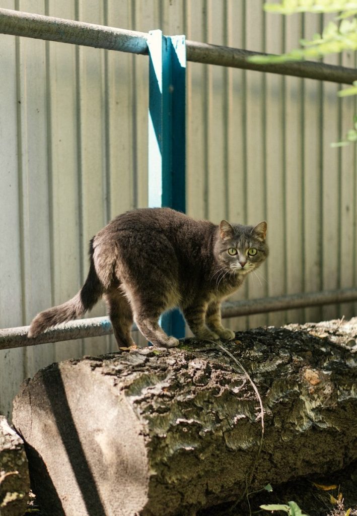 a cat standing on a log in a fenced in area