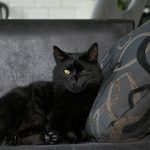 A one-eyed black cat rests on a sofa.