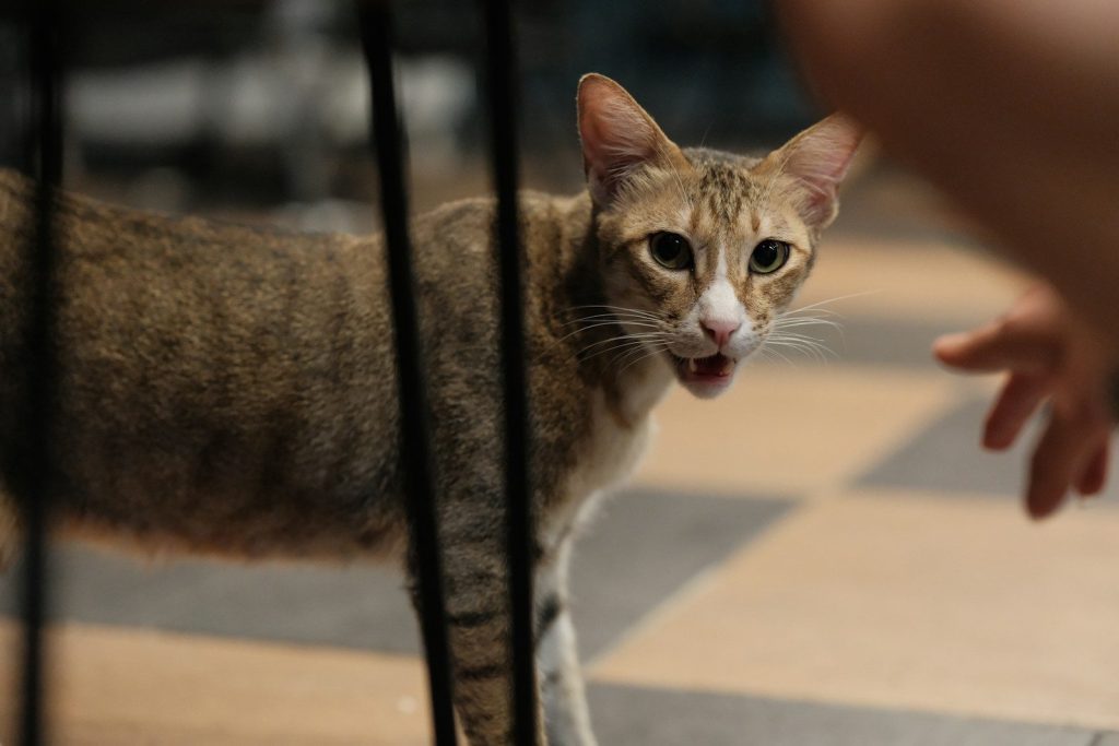 a cat standing on top of a checkered floor