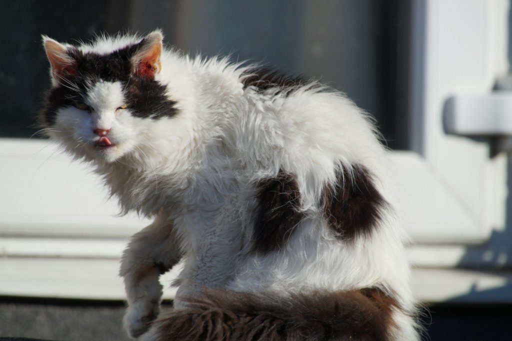 A black and white cat sitting on top of a brown and white cat