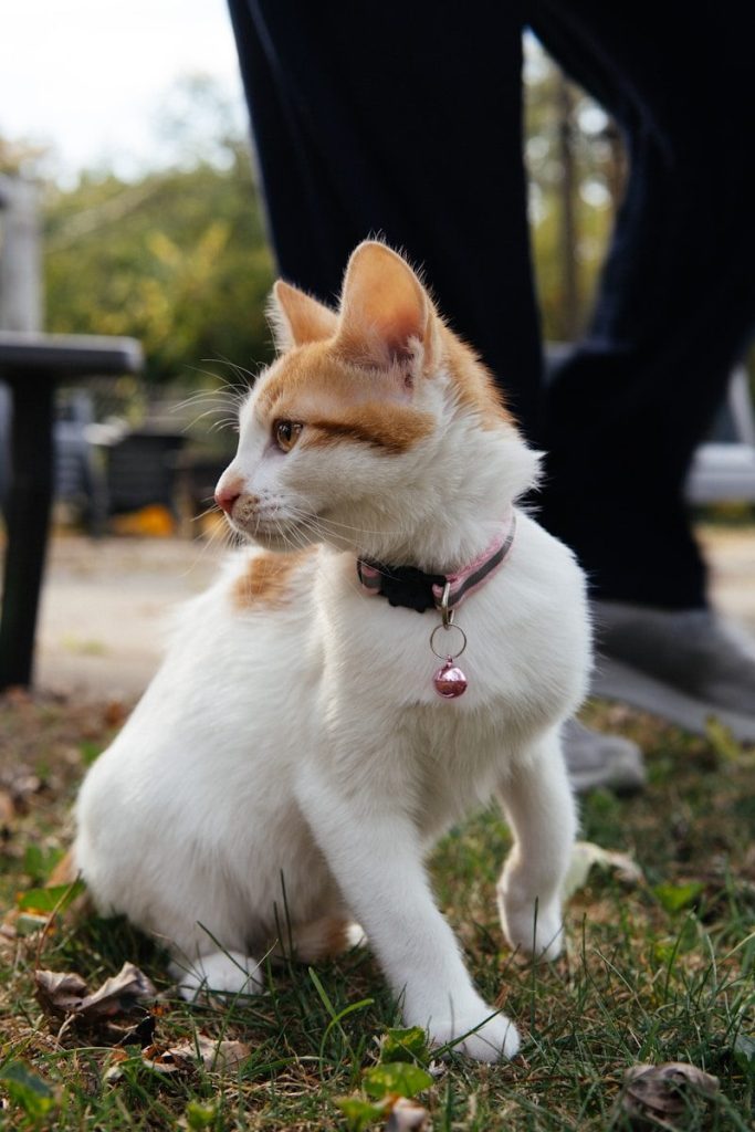 A white and orange kitten sits on grass