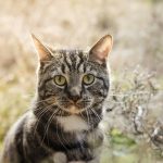 silver tabby cat