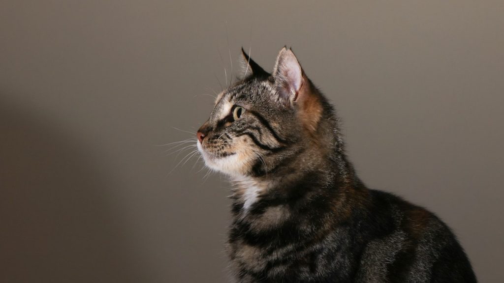 A tabby cat looking to the left