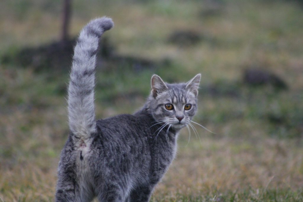 A tabby cat with a striped tail looks back.