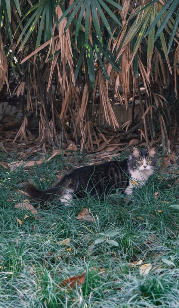 A cat laying in the grass under a tree