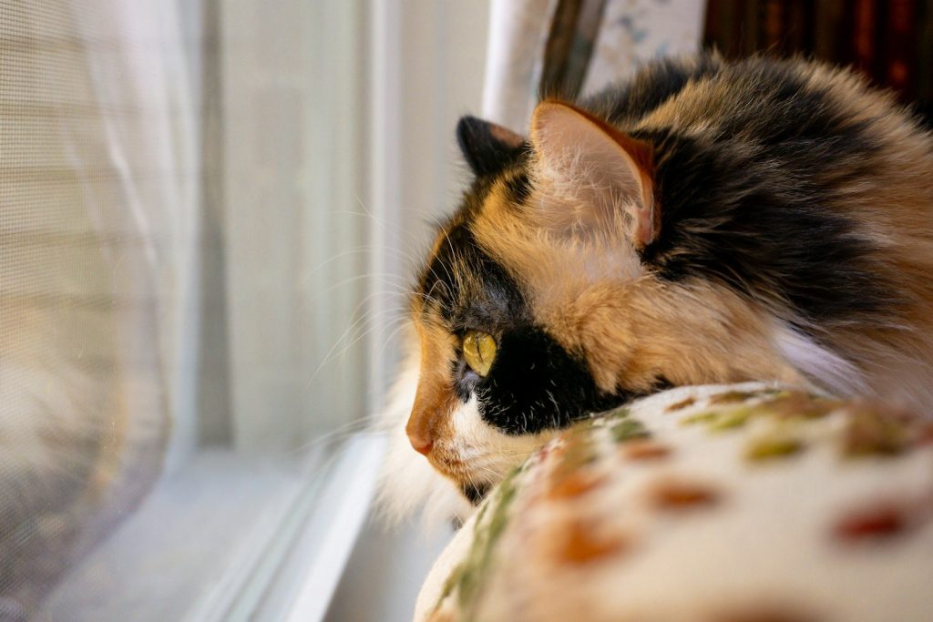 A calico cat looks out a window