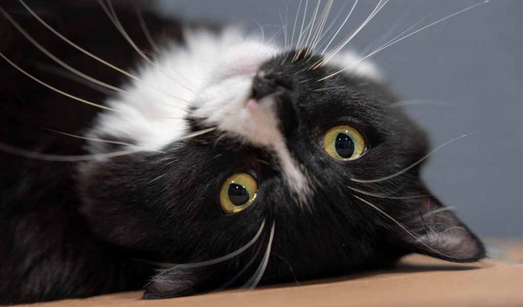a black and white cat laying on its back