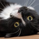 a black and white cat laying on its back