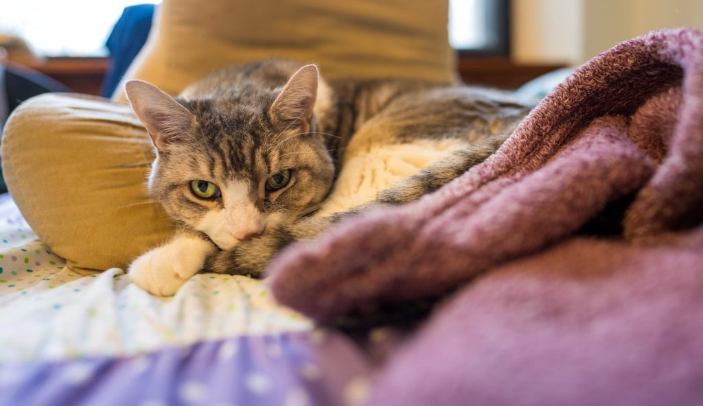 A tabby cat rests on a bed with a blanket.
