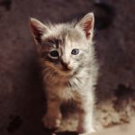 brown tabby kitten