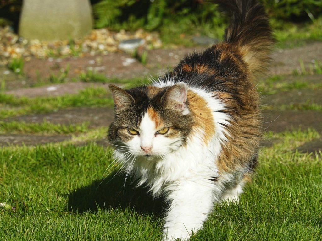 A calico cat walks across a grassy lawn.