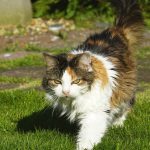 A calico cat walks across a grassy lawn.