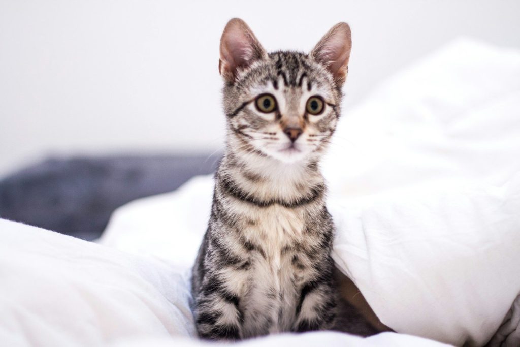 A tabby kitten sitting on a white blanket