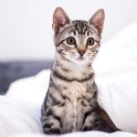 A tabby kitten sitting on a white blanket