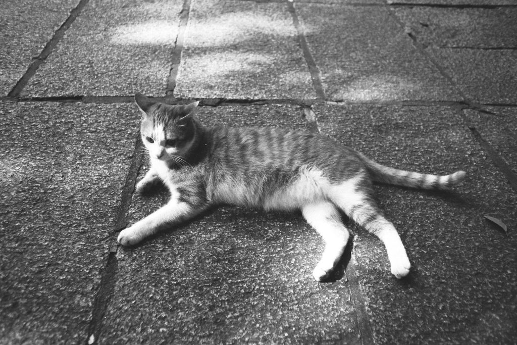 A striped cat lies on a stone path.