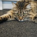 A fluffy tabby cat lies on a carpeted floor.