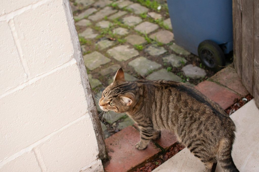 A tabby cat walks on a brick path.