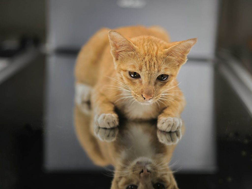 A ginger kitten lies on a reflective surface.