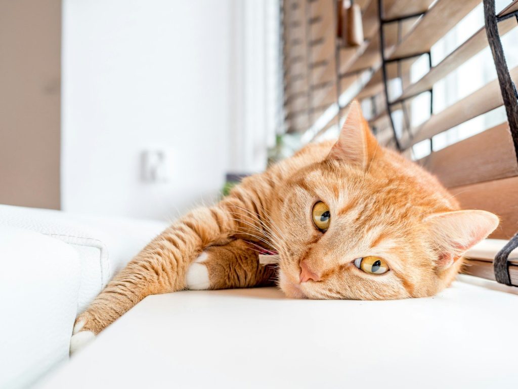orange tabby cat lying on white surface