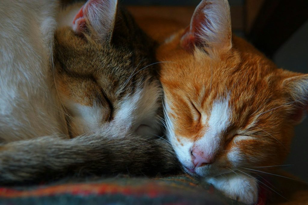 orange tabby cat lying on red and black textile