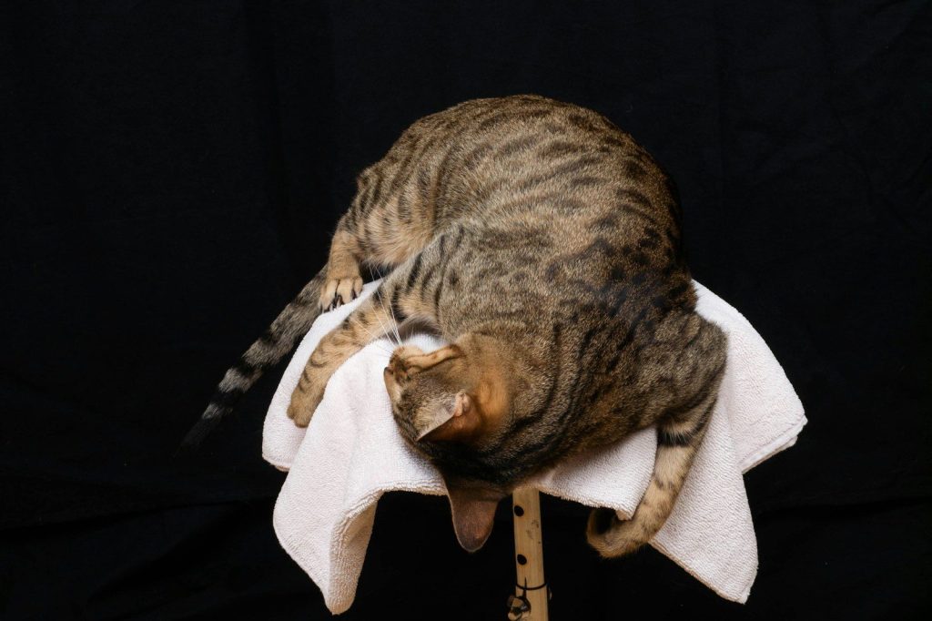 brown tabby cat on white textile