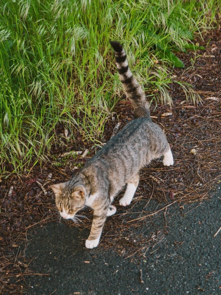 brown tabby cat walking on dirt ground