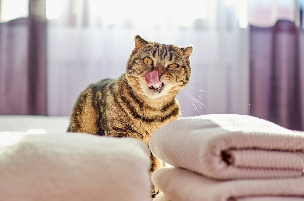 yellow and black cat showing tongue