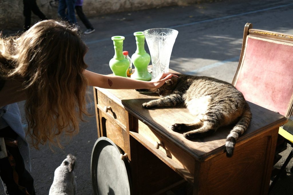 Girl petting a cat on a desk