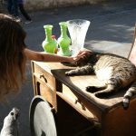 Girl petting a cat on a desk