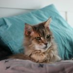 a cat sitting on top of a bed next to a pillow