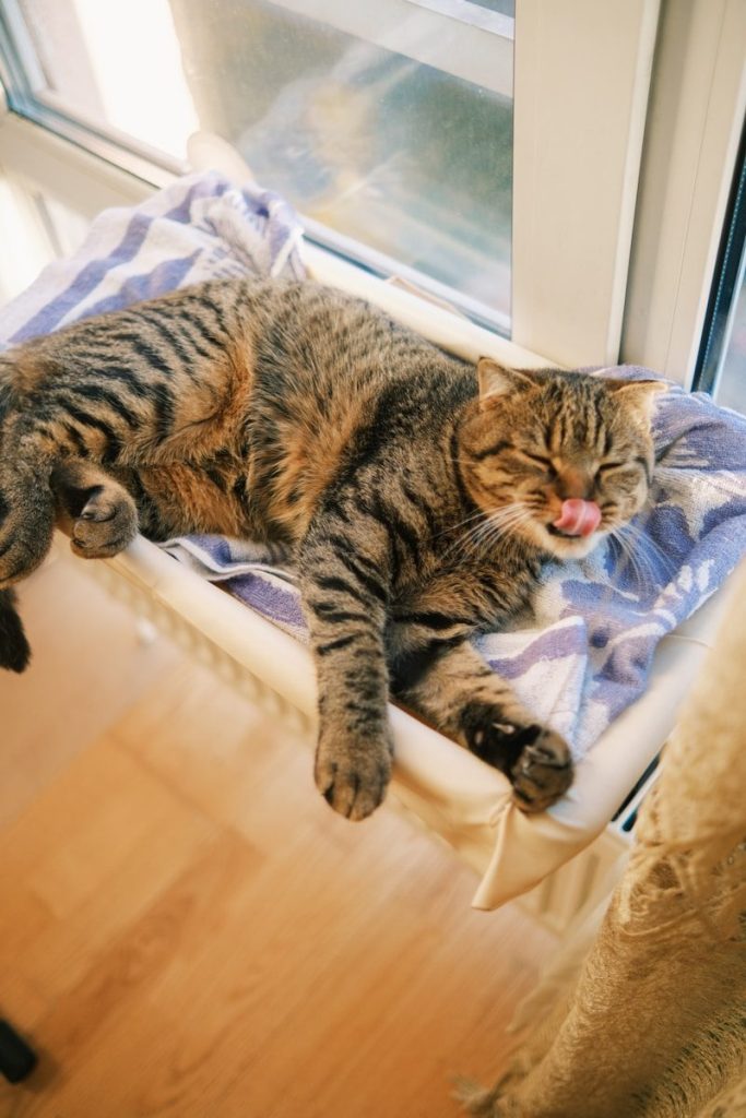 A cat laying on top of a window sill