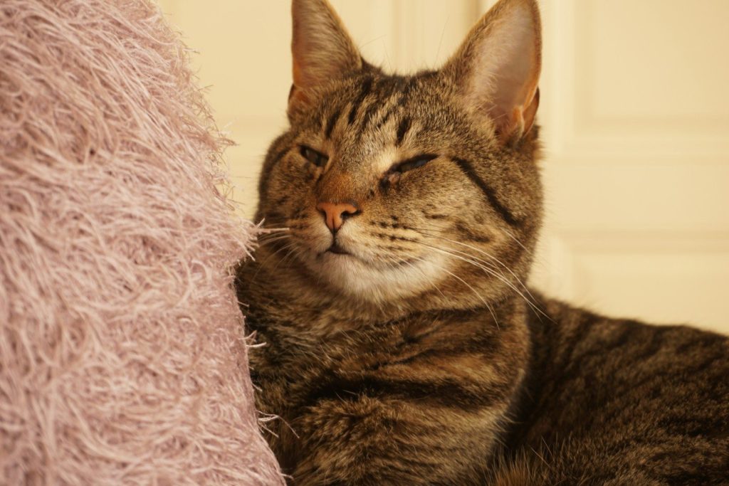 brown tabby cat lying on pink textile