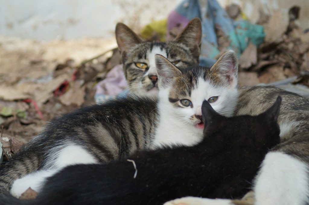A mother cat rests with her nursing kittens.