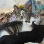 A mother cat rests with her nursing kittens.