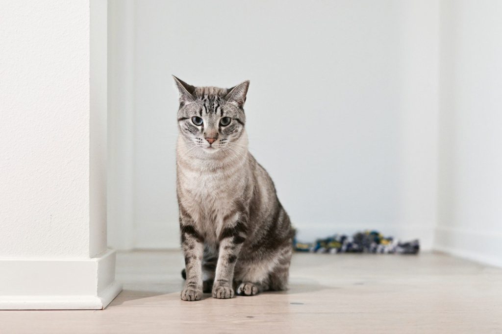 a cat sitting on the floor
